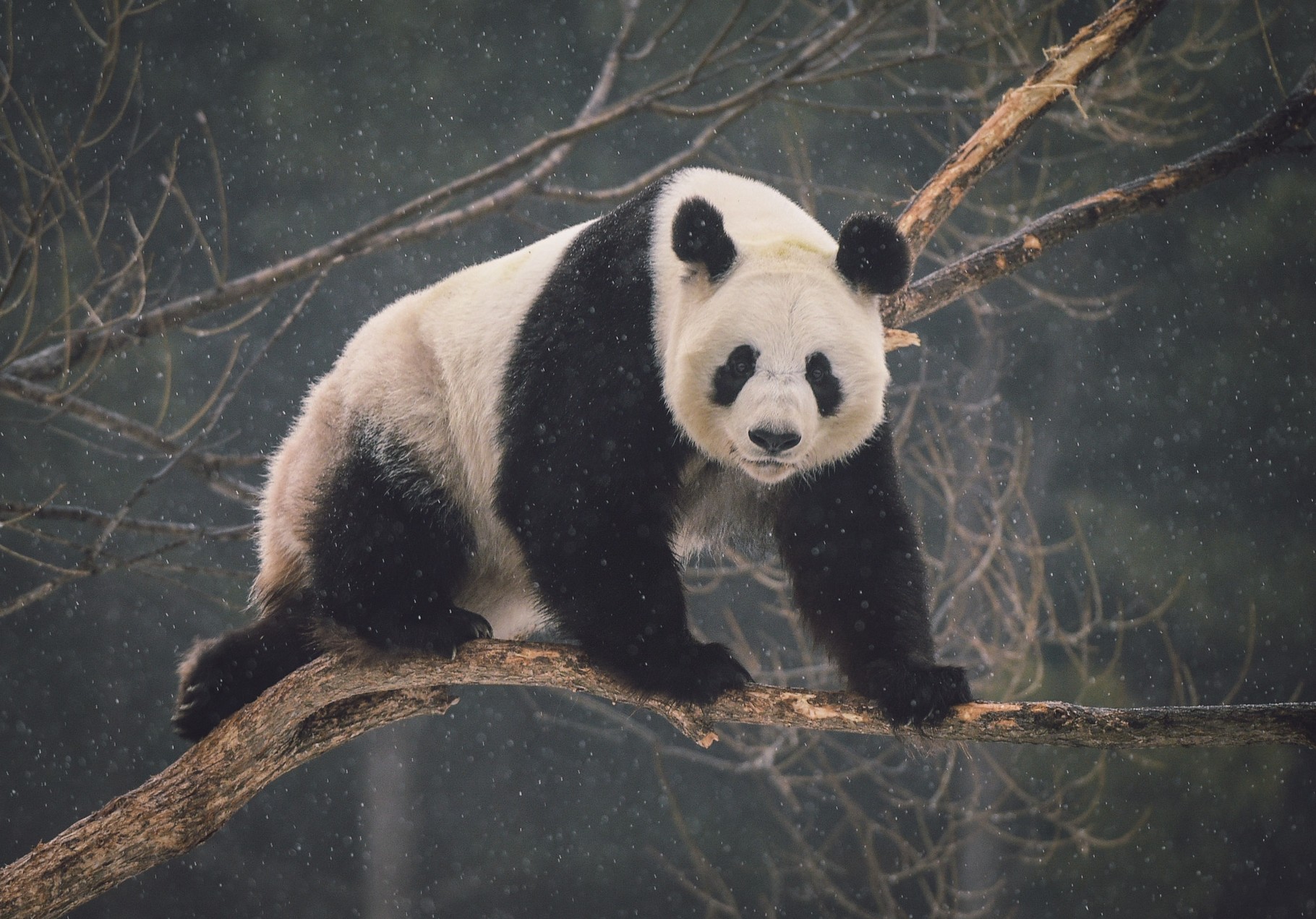 Родина панд. Панда. Панда в Америке. Панда в Китае. Китайская Панда в Америке.