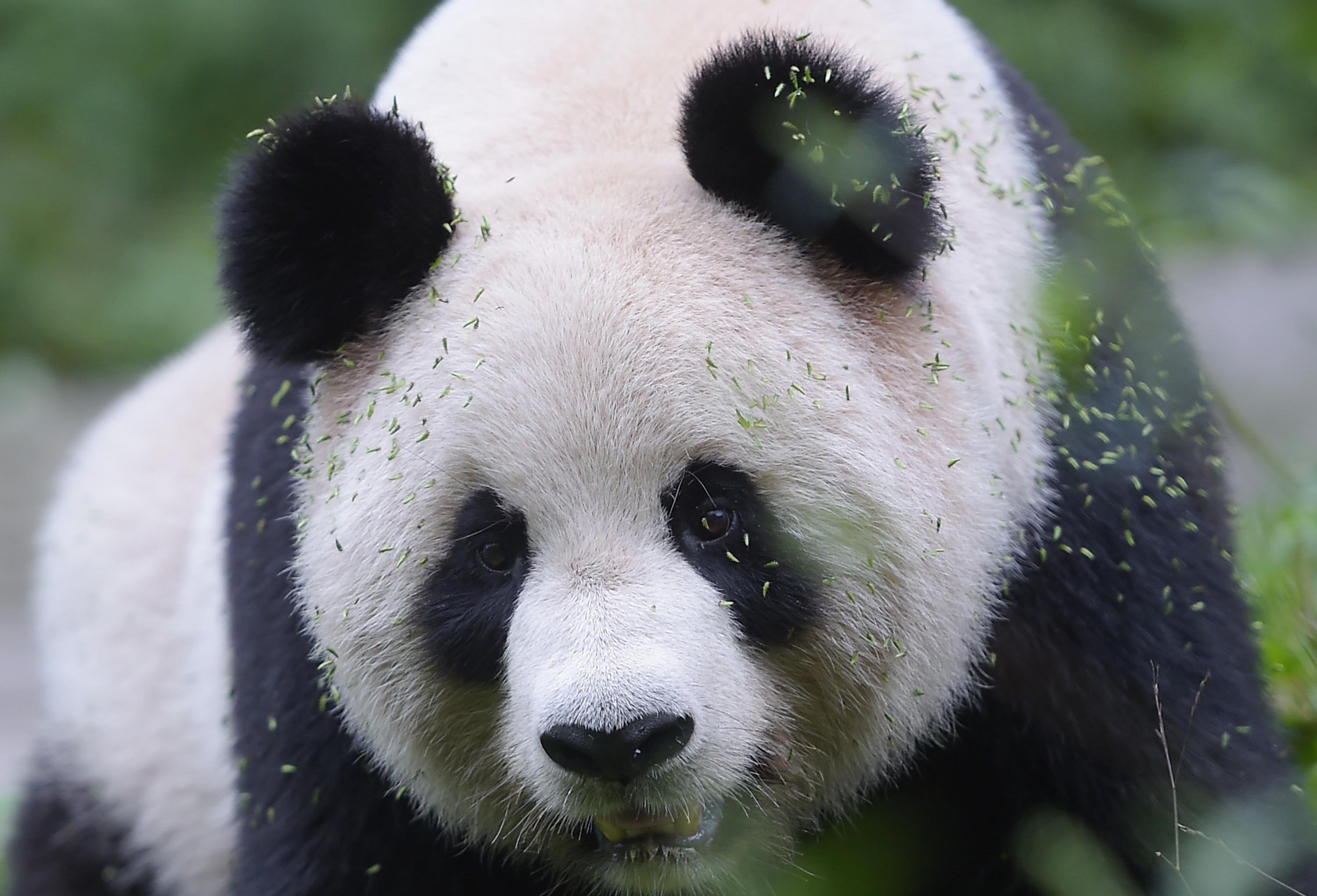 Включи где панда. Цзя Цзя Панда. Большая Панда бамбуковый медведь. Панда в Евразии. Млекопитающие Панда.